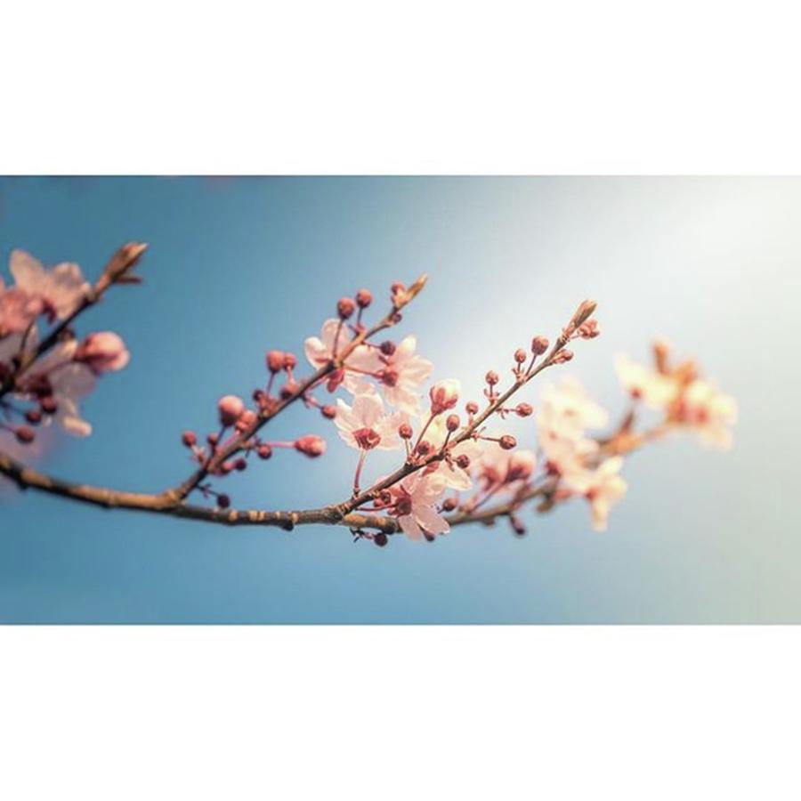 Spring Photograph - #spring #blossom #flowers #weinheim by Jeffrey Groneberg