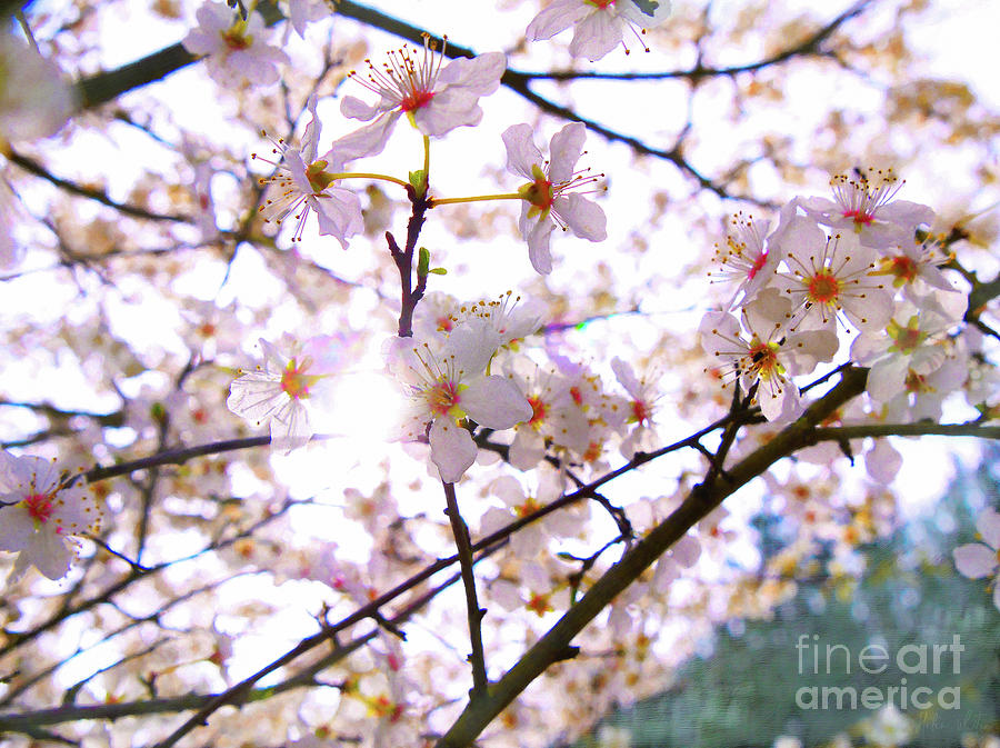 Spring Blossom Mixed Media by Helen White