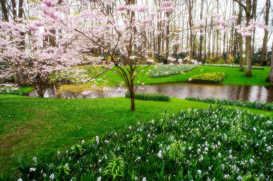 Spring Photograph - Spring Blossom in Keukenhof Garden by Jenny Rainbow