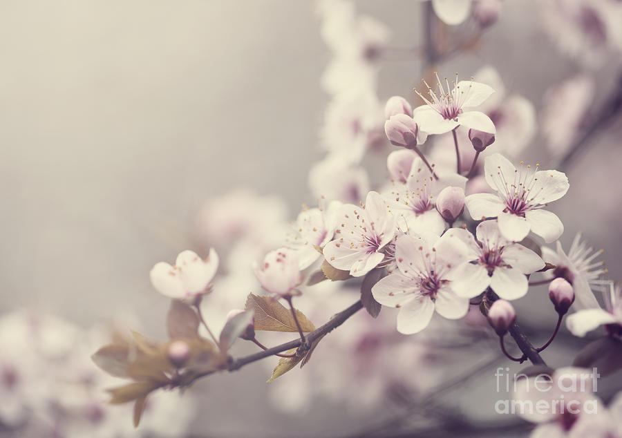 Spring Blossom in pastel colors Photograph by Jelena Jovanovic