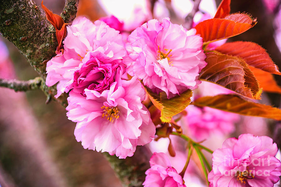 Spring Blossom Photograph by Joe Geraci