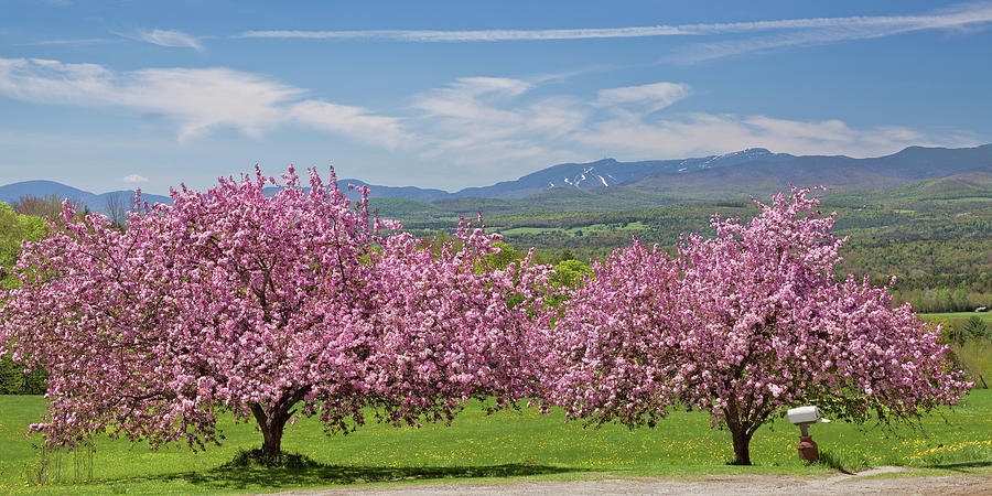 Spring Blossom Landscape Photograph by Alan L Graham