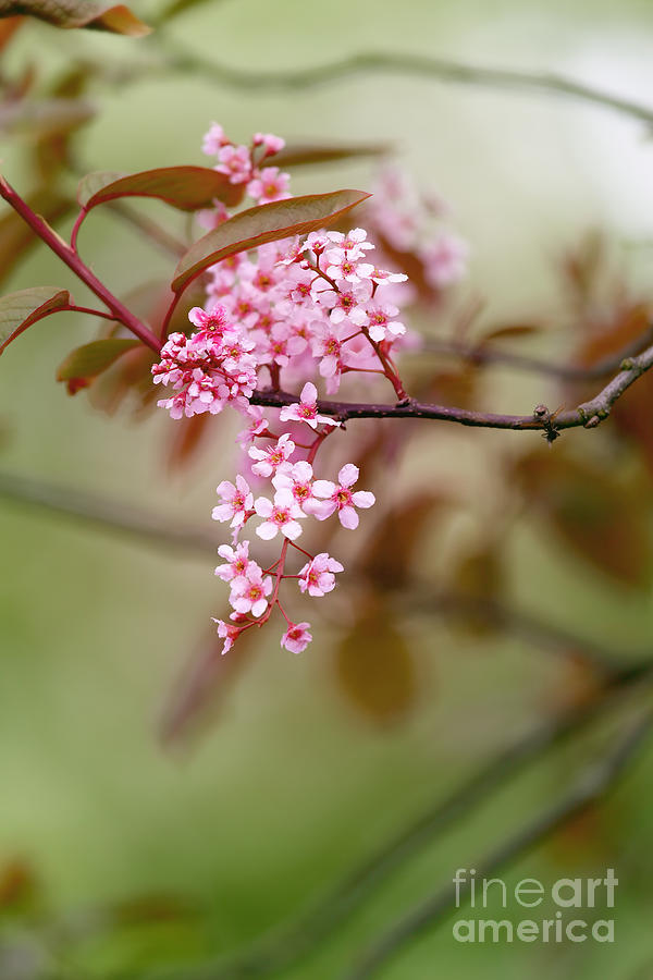 Spring Blossom Photograph