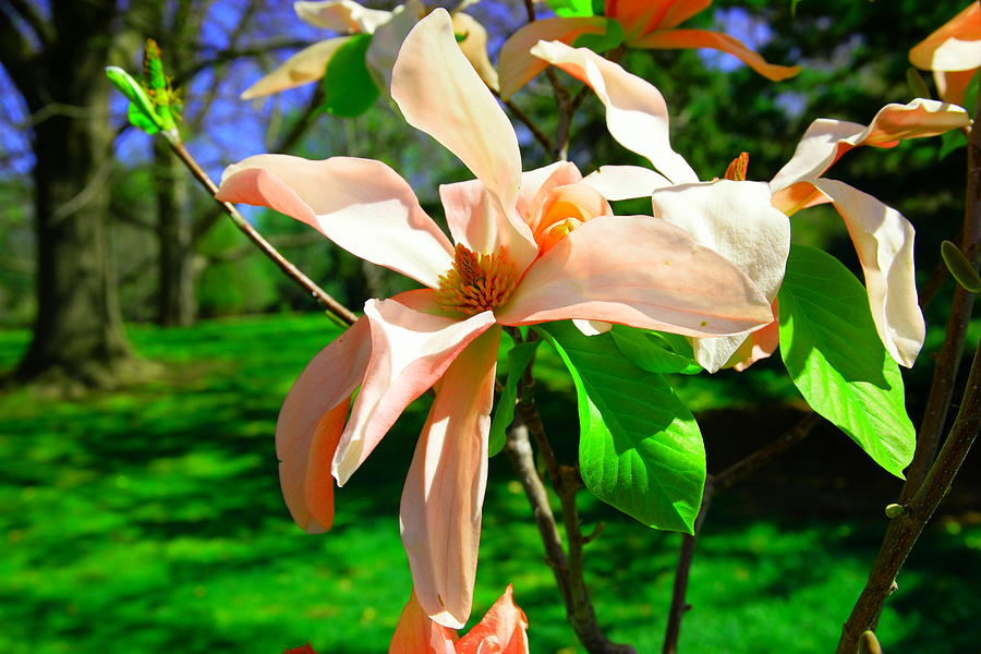 Spring Blossom open wide Photograph by Jeff Swan