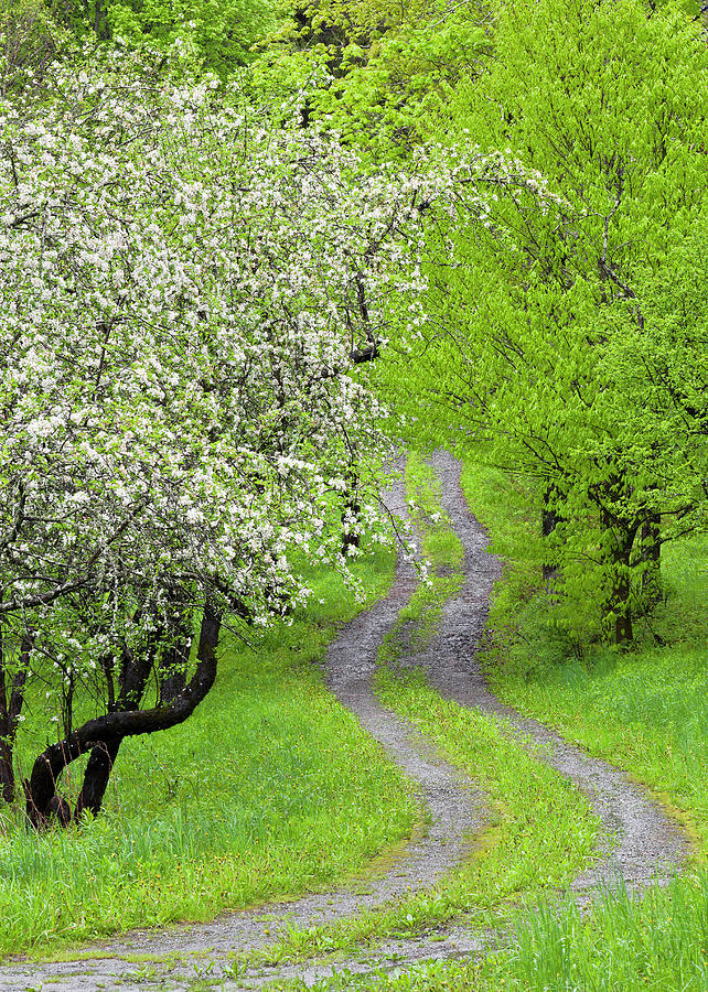 Spring Blossom Path Photograph by Alan L Graham