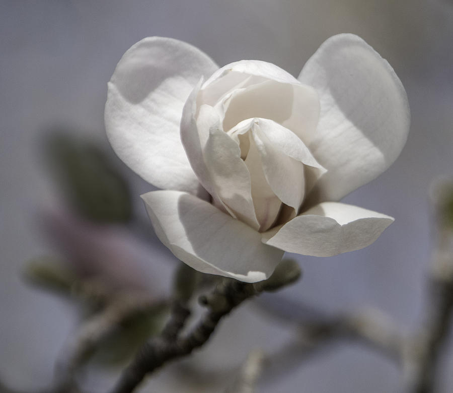 Spring Blossom Photograph by Roberta Kayne