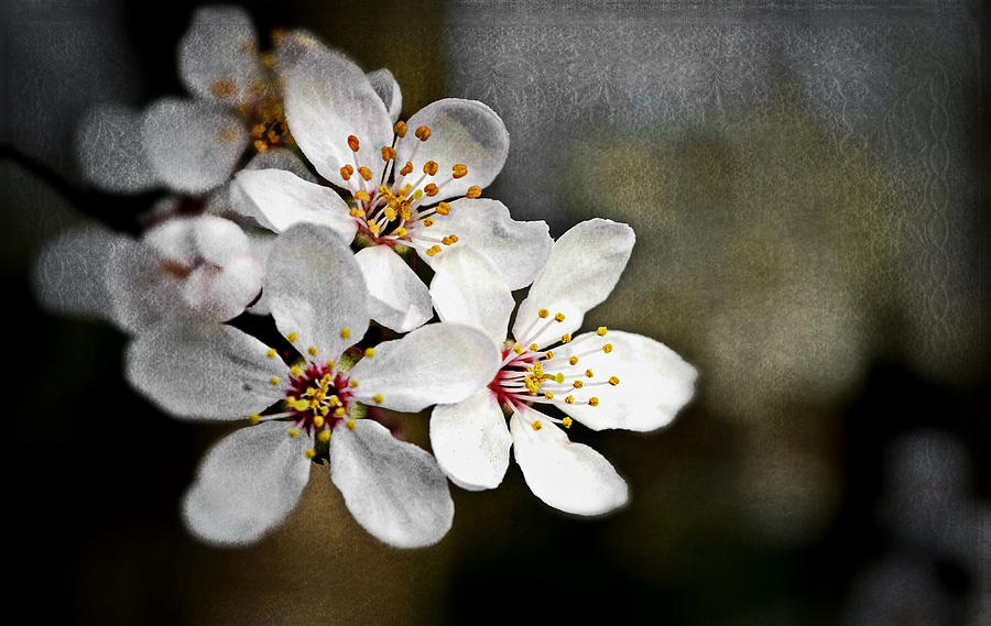 Spring blossoms Photograph by Rumiana Nikolova