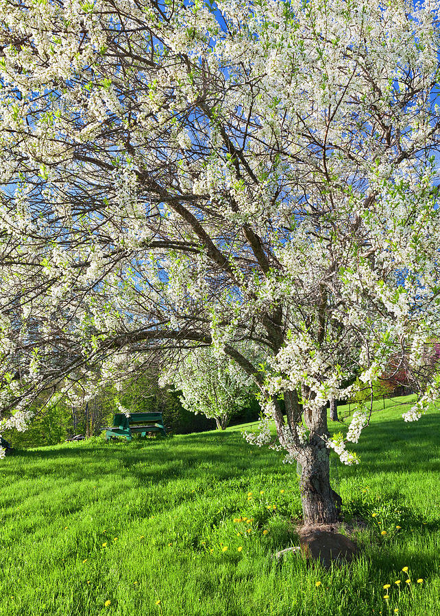Spring Blossom Scenic Photograph