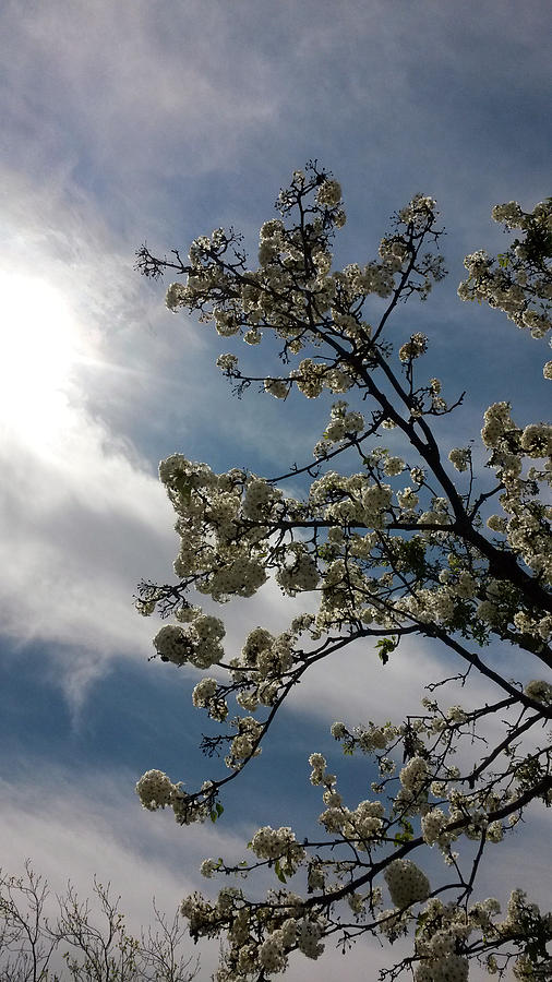 Spring Blossom Sky Photograph by Eric Forster
