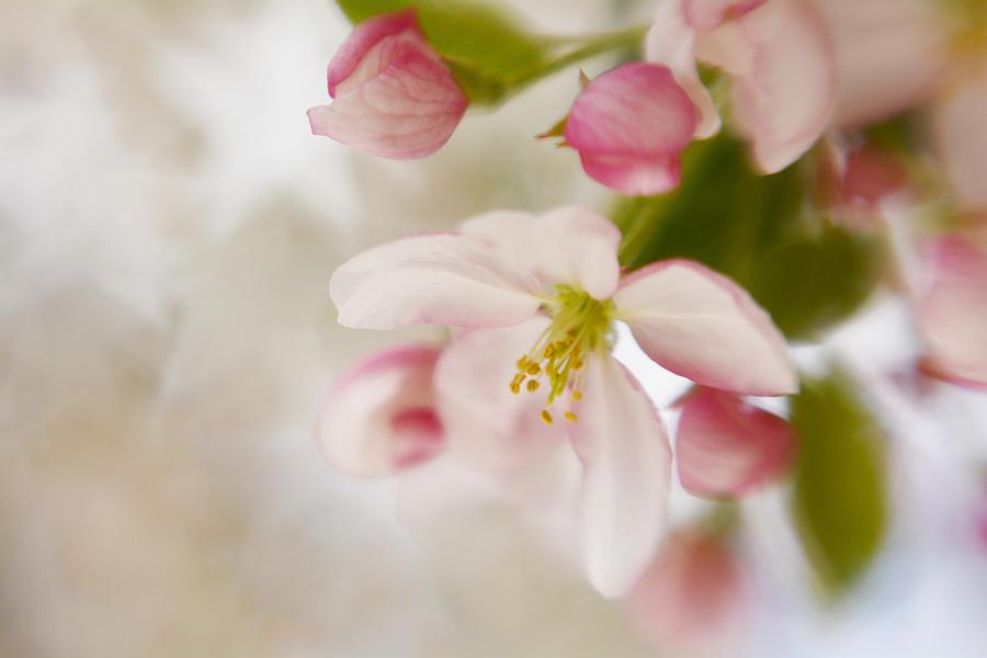 Spring Photograph - Spring Blossom Whisper by Diane Alexander
