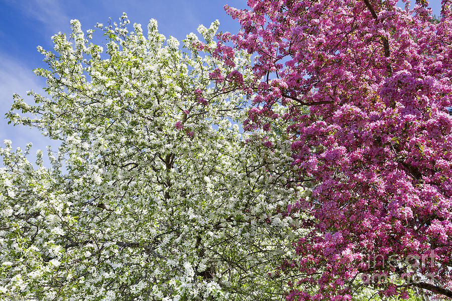 Spring Blossoms Photograph by Alan L Graham