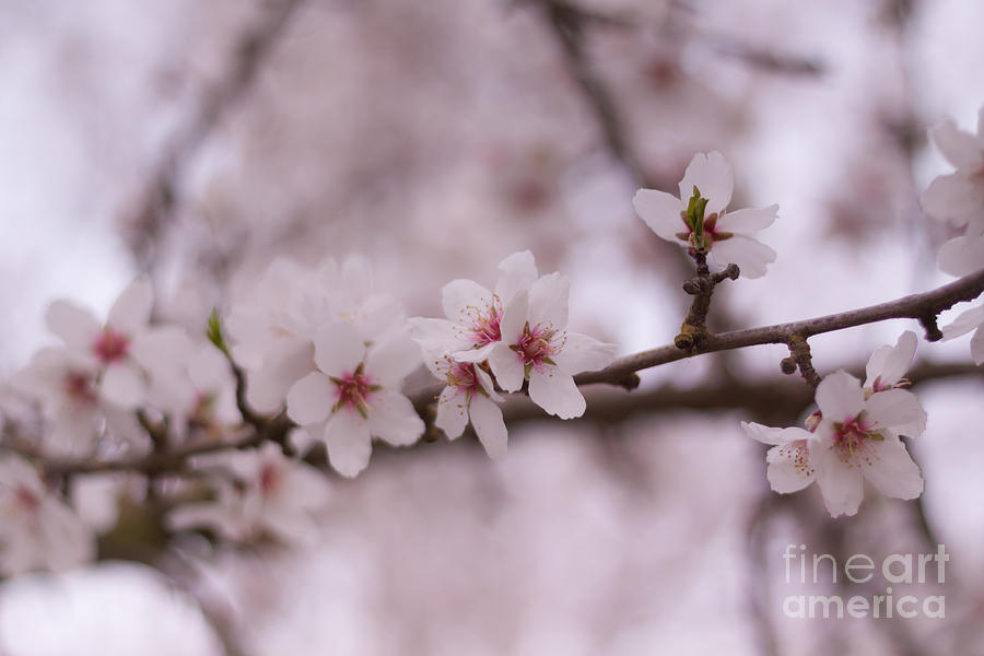 Spring Blossoms Photograph by Ana V Ramirez