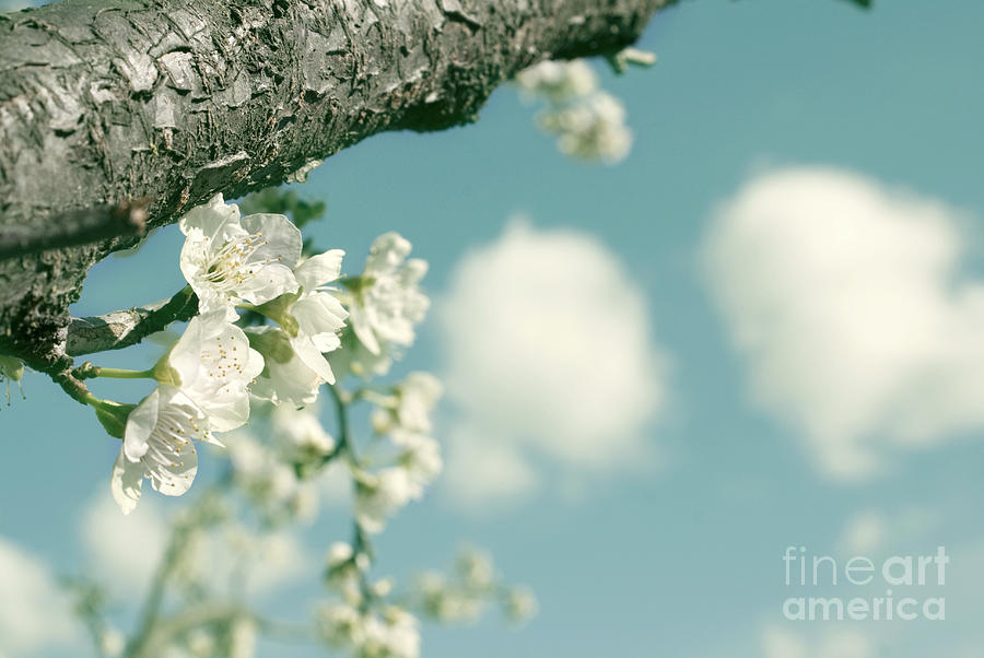 Spring blossoms and puffy clouds Photograph by Cindy Garber Iverson