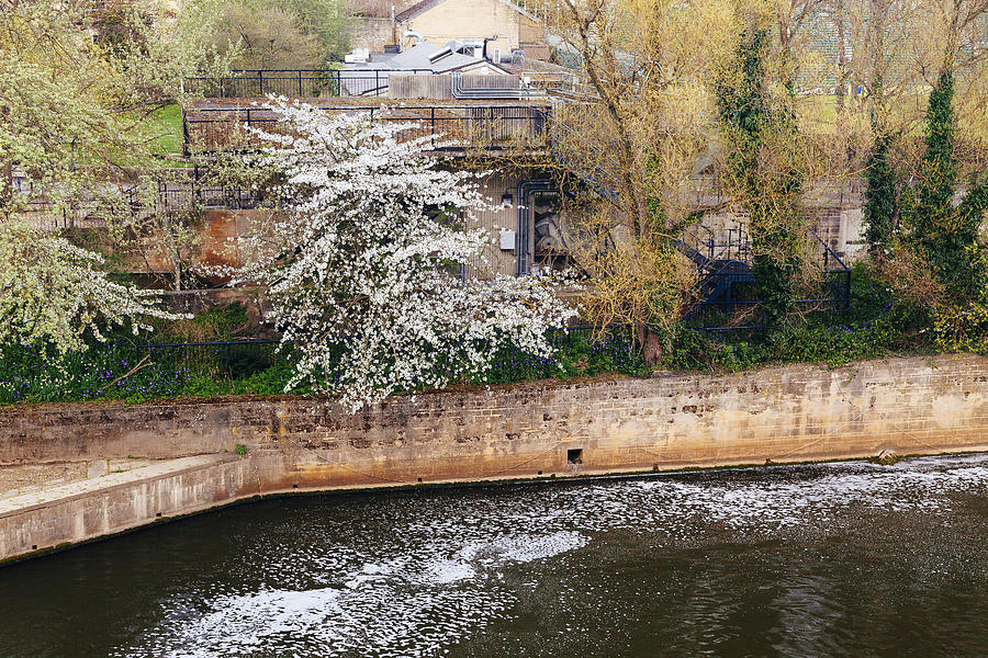 Spring Blossoms at Bath Spillway Photograph by Laura Tucker