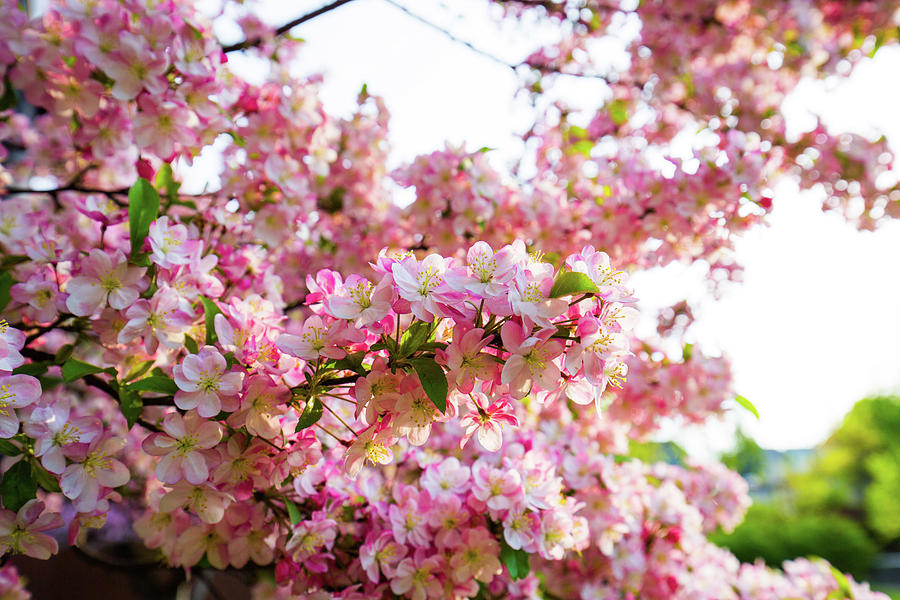 Spring Blossoms Belknap Mill Photograph by Robert Clifford