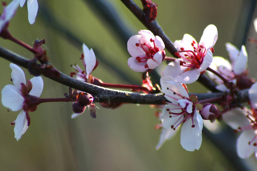 Spring Blossoms Photograph by Brook Burling