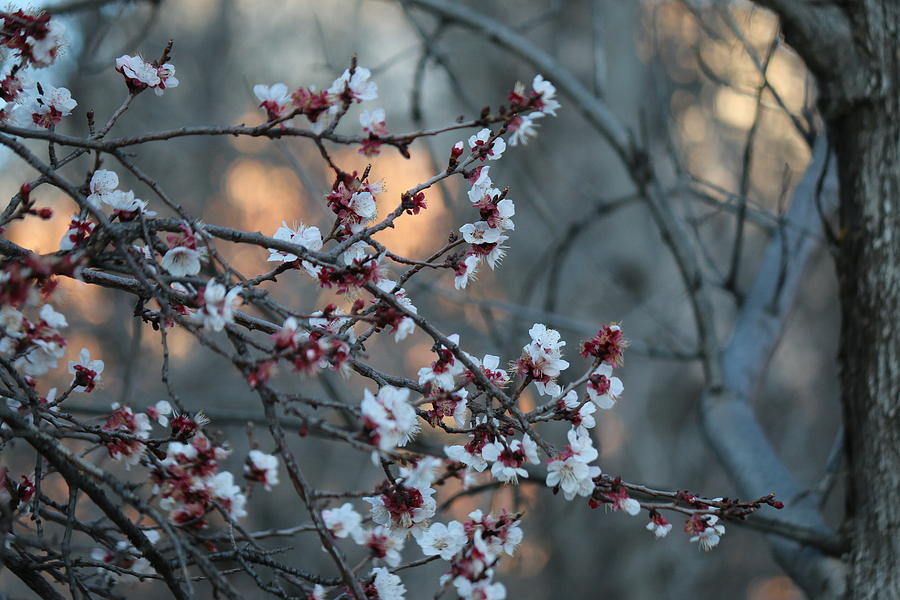 Spring Blossoms  Photograph by Christy Pooschke
