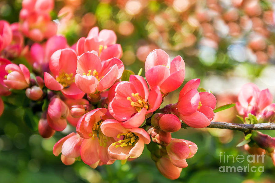 Spring Photograph - Spring blossoms by Dragomir Nikolov