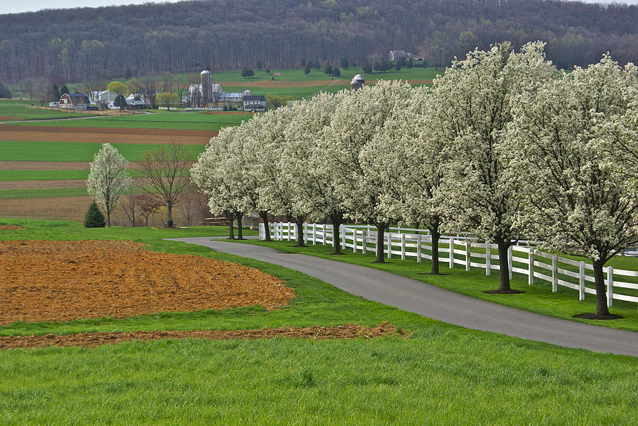 Spring Blossoms Farmland Amish Photograph by Blair Seitz