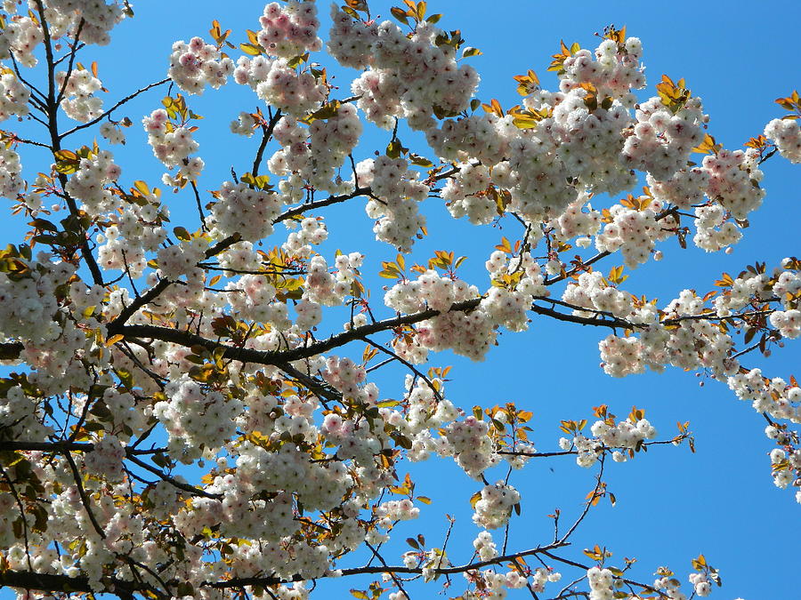 Spring Blossoms Photograph by Gallery Of Hope 