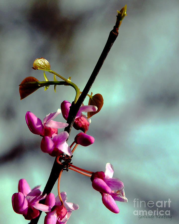 Spring Blossoms Photograph by Gerlinde Keating