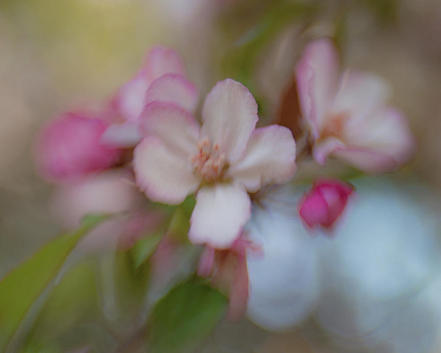 Spring Blossoms 2 by Pamela Taylor Spring Blossoms 2 by Pamela Taylor