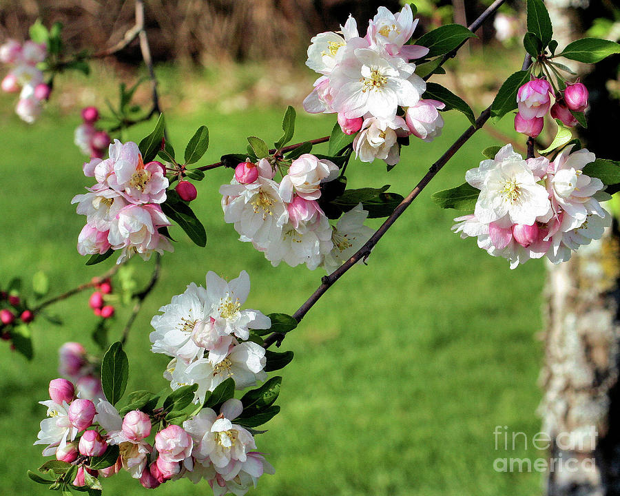 Spring Blossoms In Color Photograph by Smilin Eyes Treasures