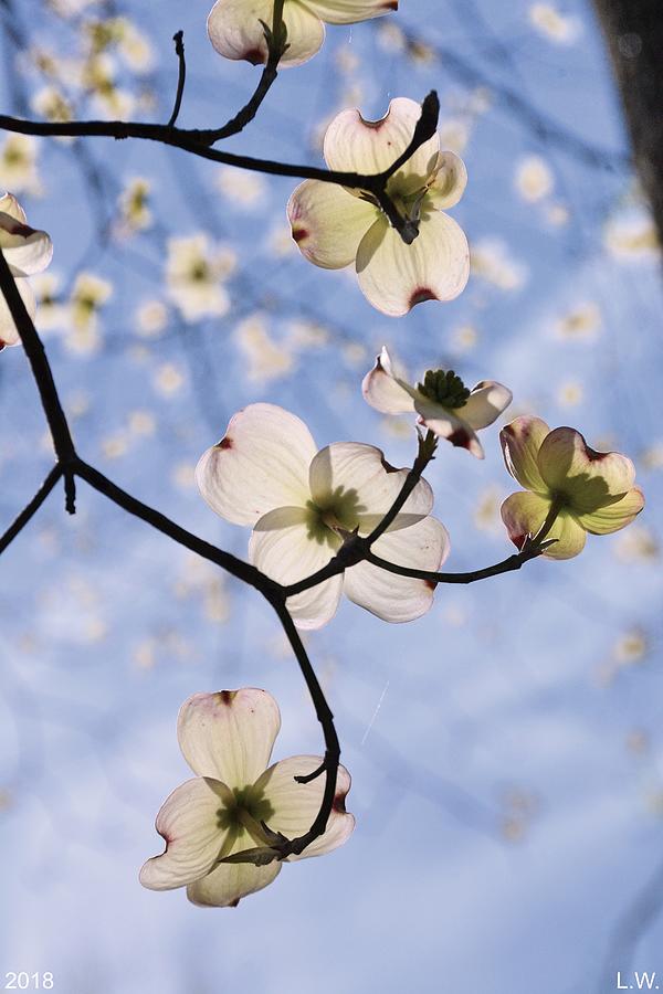 Spring Blossoms In The Sky Photograph by Lisa Wooten