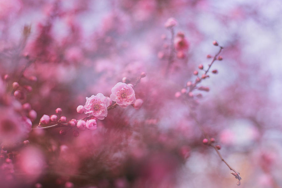Spring blossoms in their beauty Photograph by Kunal Mehra