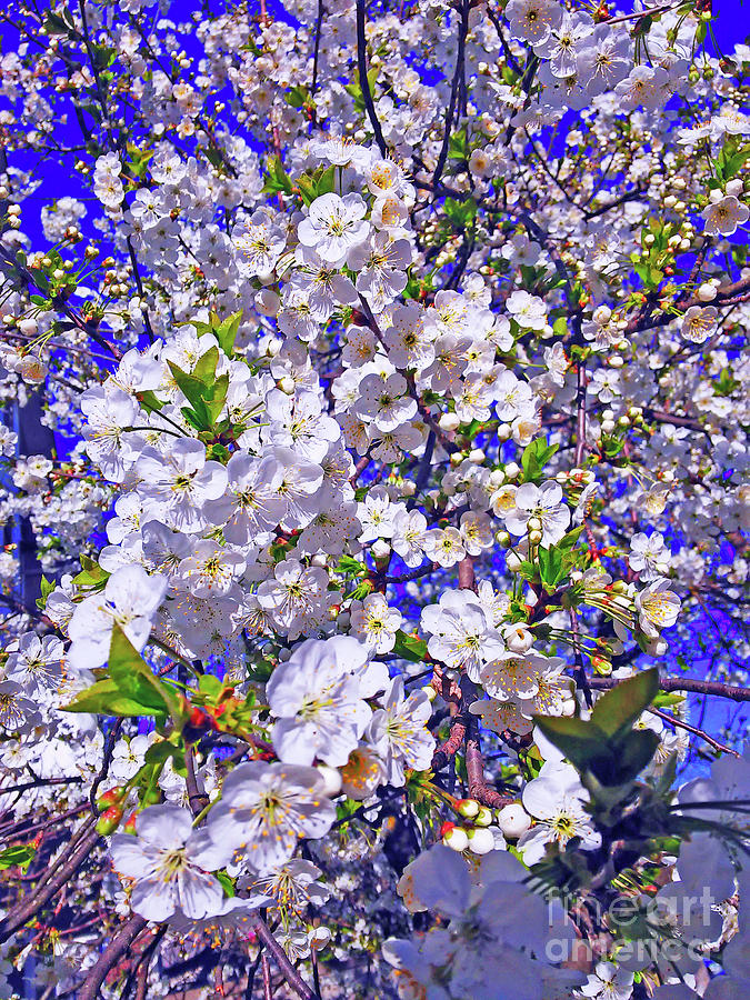 Spring Blossoms Digital Art by Jasna Dragun