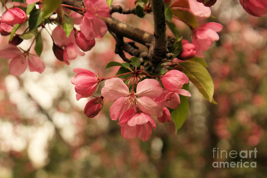  Spring Blossoms Photograph by Jeff Swan