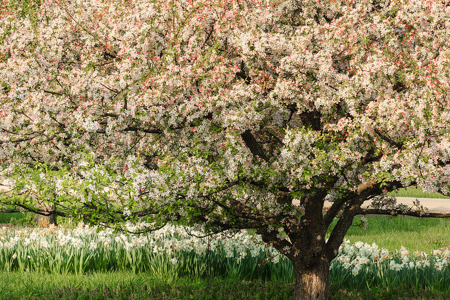 Spring Blossoms Photograph by Joni Eskridge
