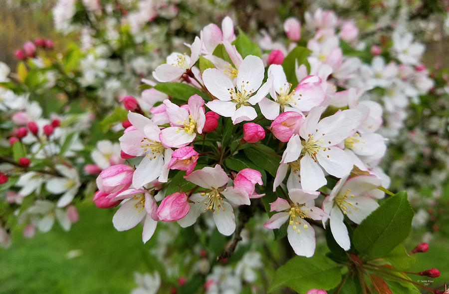 Spring Blossoms Photograph by Judith Rhue