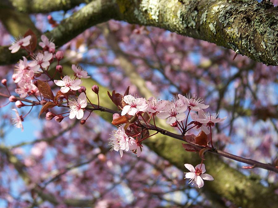 Spring Blossoms Photograph by Julie Rauscher