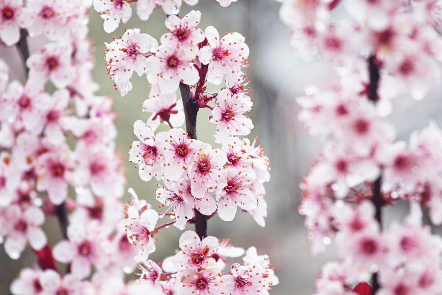 Spring Blossoms Photograph by Karol Livote