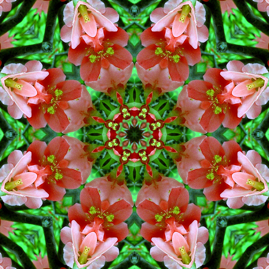 Spring Blossoms Digital Art by Kathleen Stephens
