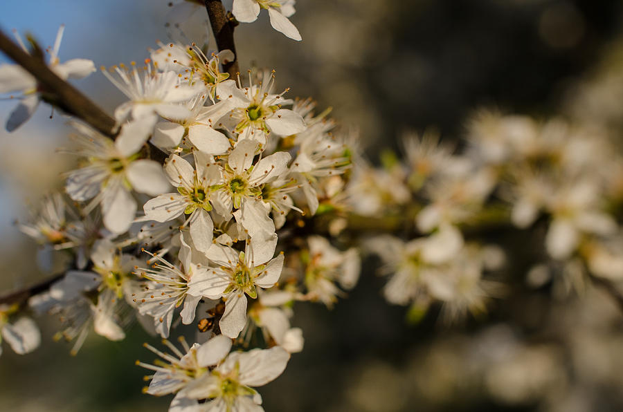 Spring Blossoms Photograph by Miguel Winterpacht