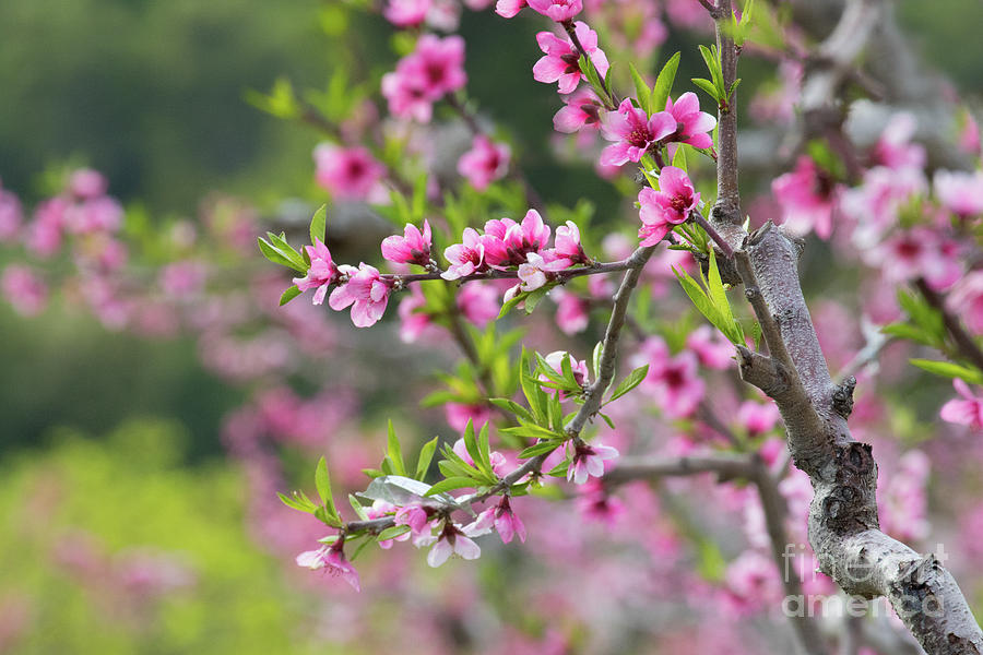Spring Blossoms Photograph by Mimi Ditchie
