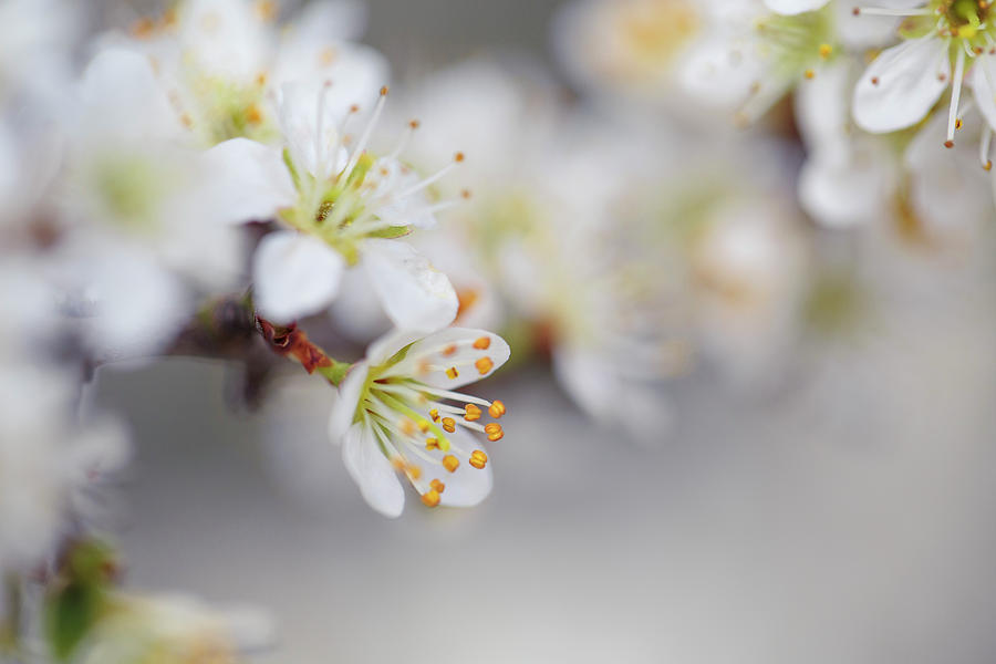 Spring Photograph - Spring Blossoms by Nailia Schwarz