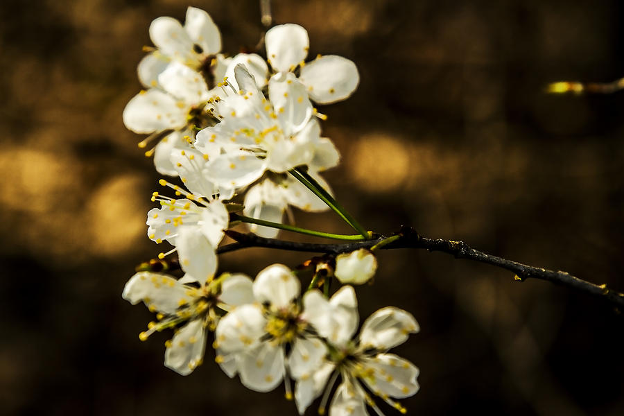 Spring Blossoms - Natures Bouquet Photograph by Barry Jones