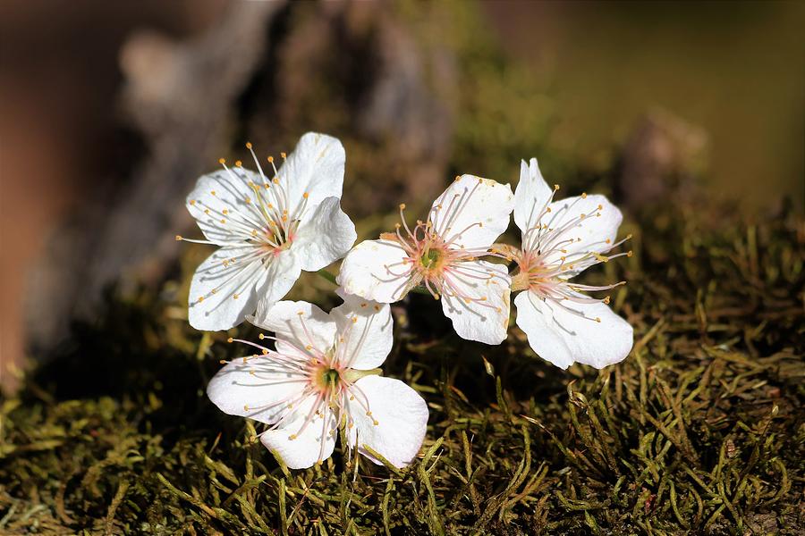 Spring Blossoms on Moss Photograph by Sheila Brown