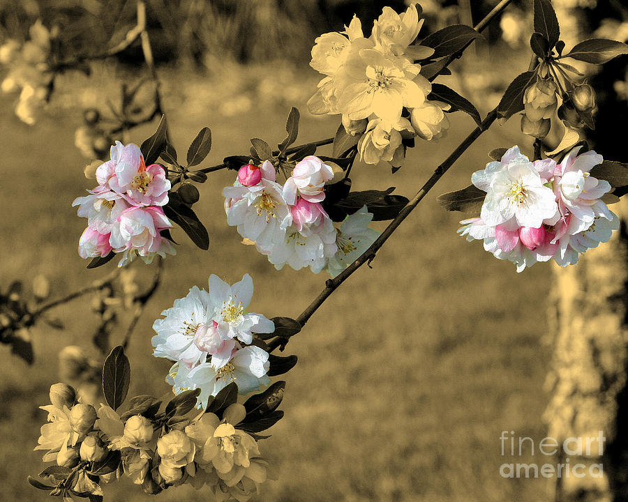 Spring Blossoms On Sepia Photograph by Smilin Eyes Treasures