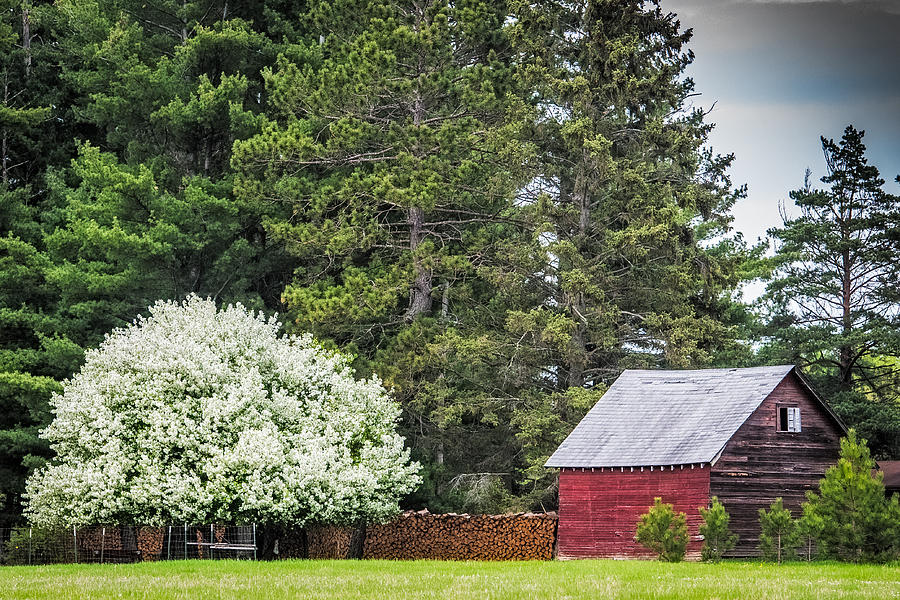 Spring Blossoms on the farm Photograph by Paul Freidlund