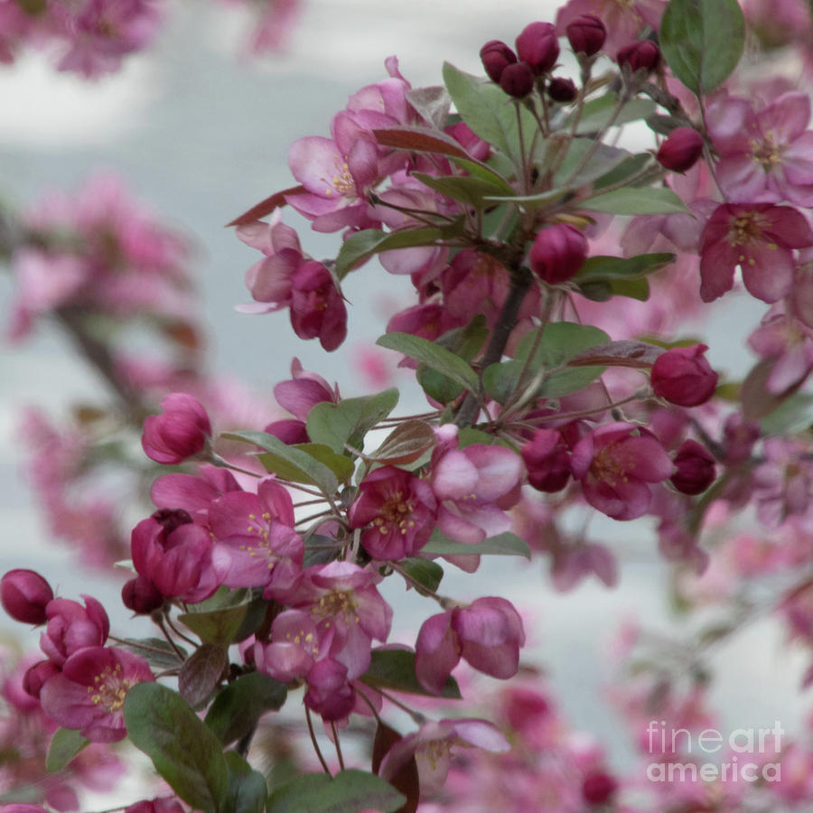 Spring Blossoms by PJ Boylan Spring Blossoms by PJ Boylan