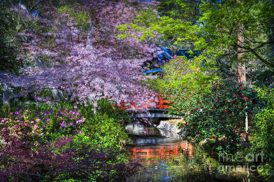 Spring Blossoms Reflections Photograph by David Zanzinger