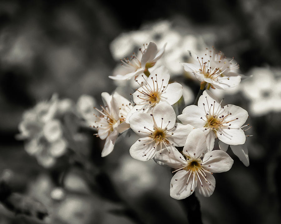 Spring Photograph - Spring Blossoms - SC by John Bartelt