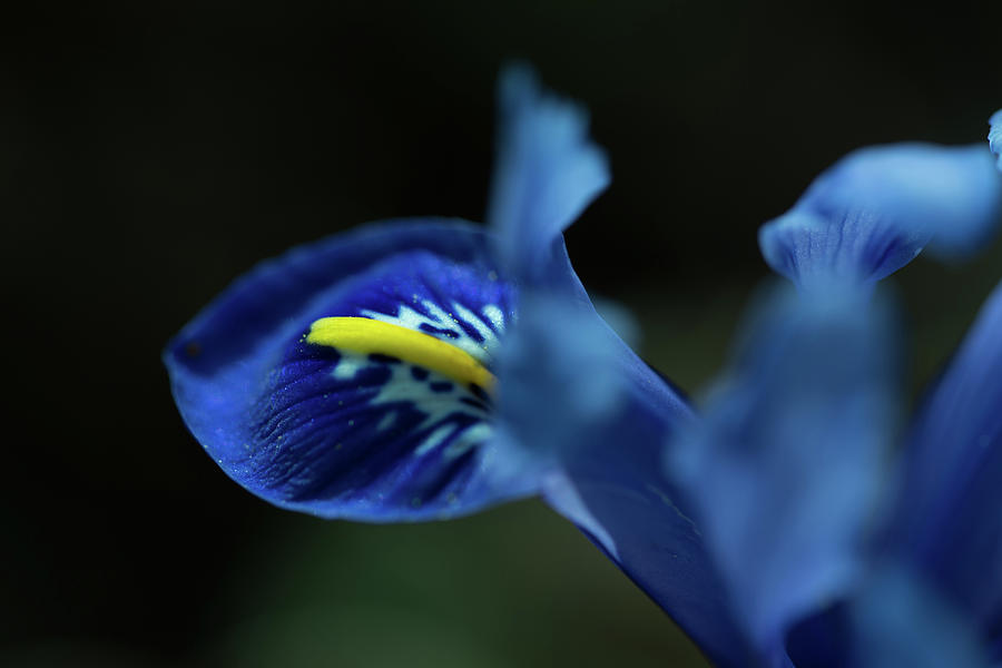 Spring, Blue Iris Flower On A Dark Background Photograph