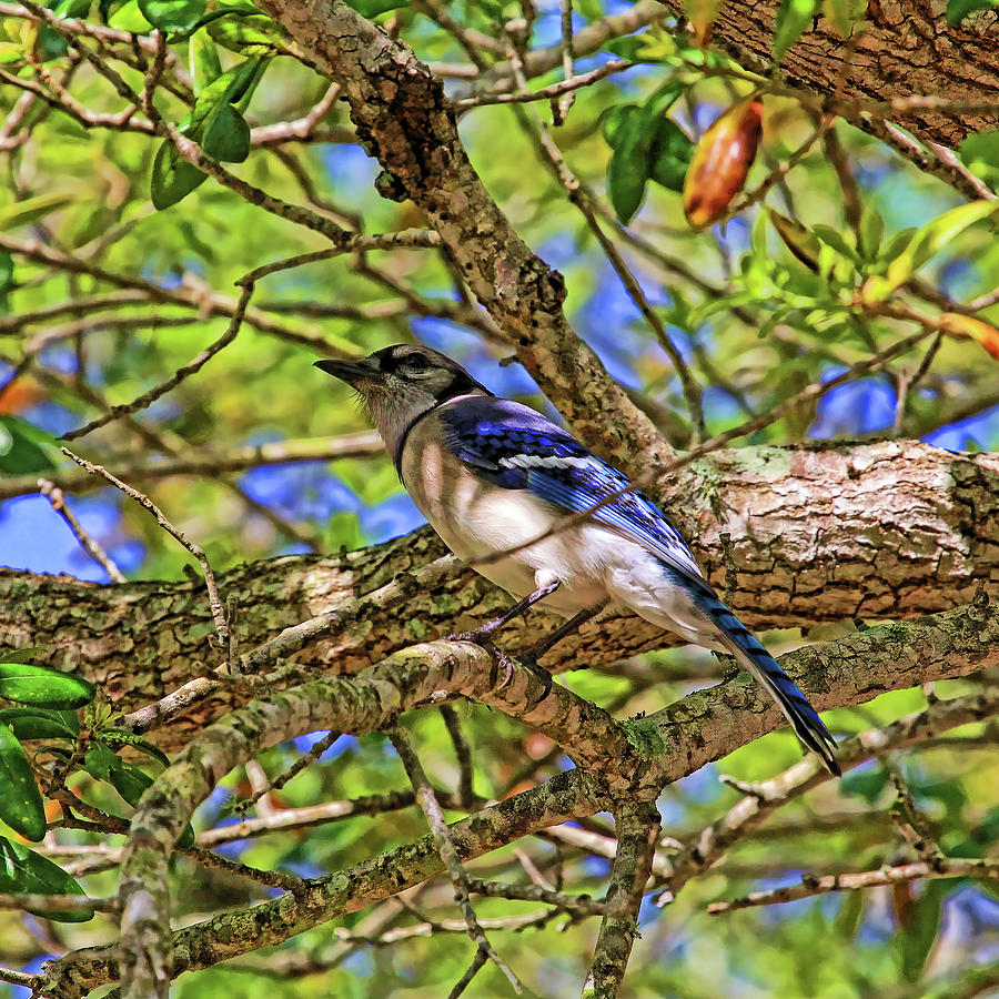 Spring Blue Jay Photograph by HH Photography of Florida