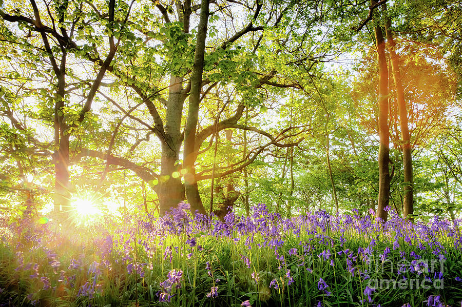 Spring bluebell forest with beautiful sunrise in Norfolk Photograph by Simon Bratt