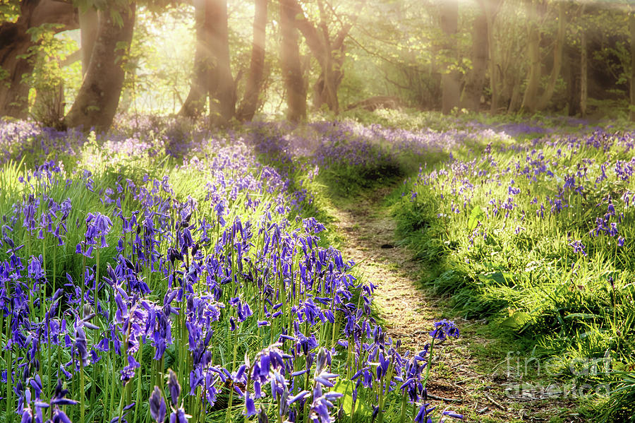 Spring bluebell path through a magical forest Photograph by Simon Bratt
